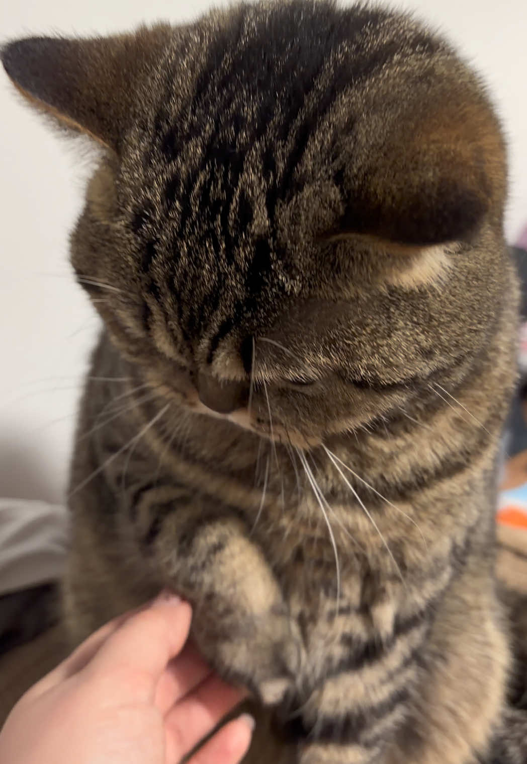 @Sonja_Kitty-Cat
