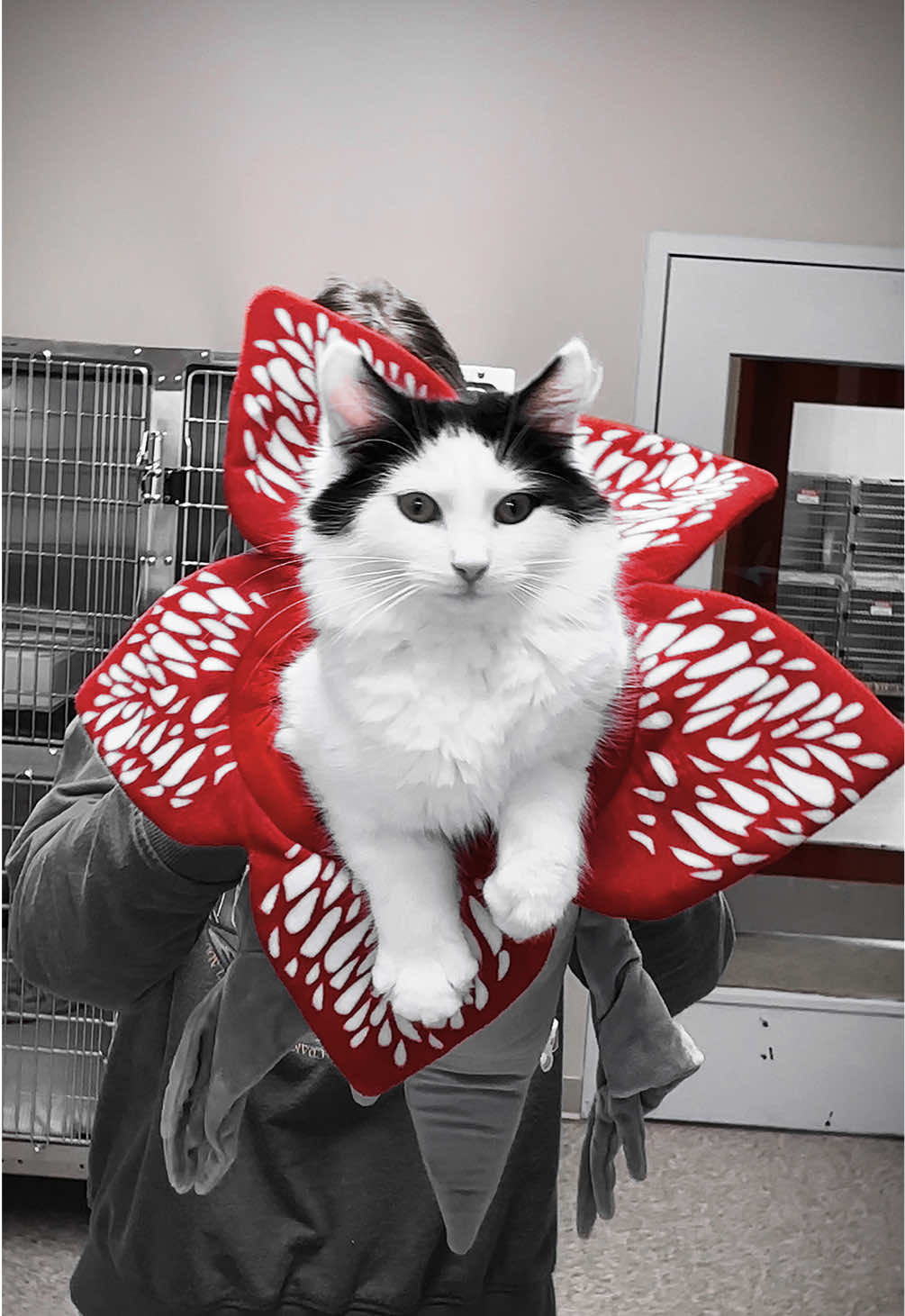 @Bide Awhile Animal Shelter
