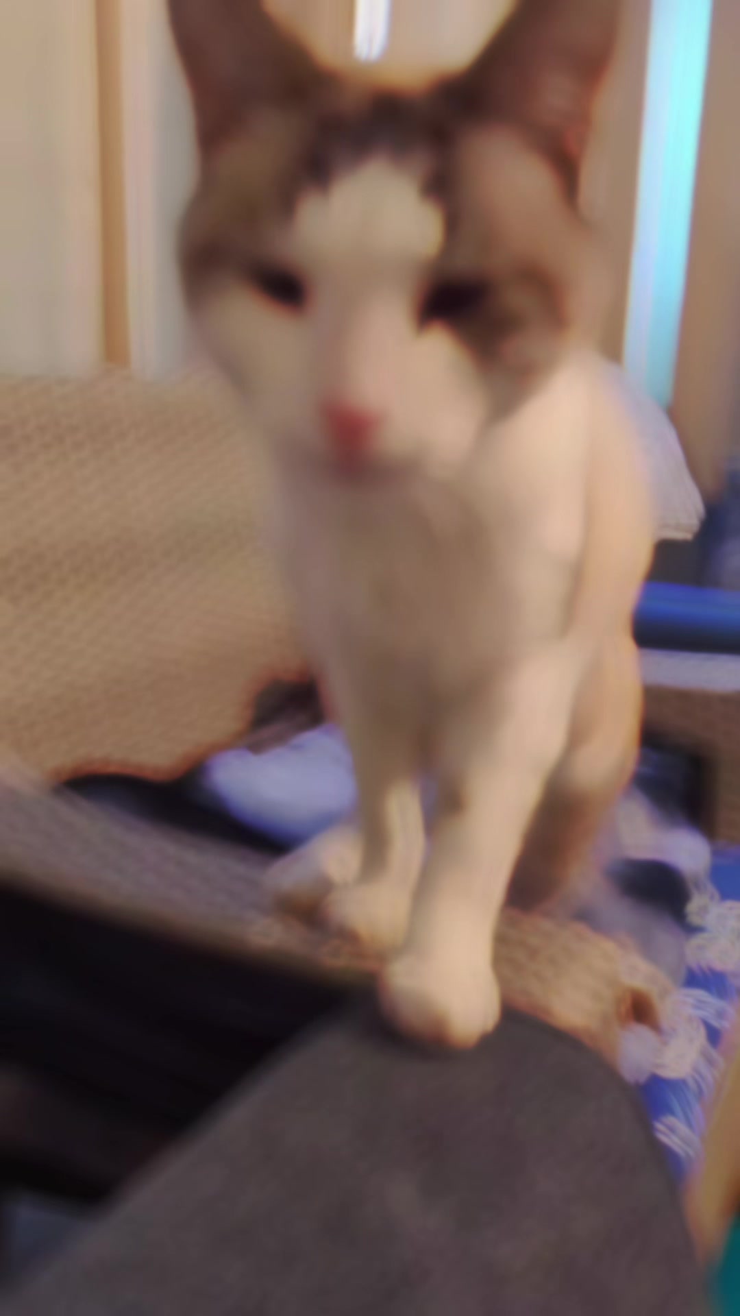 @BNB93😺