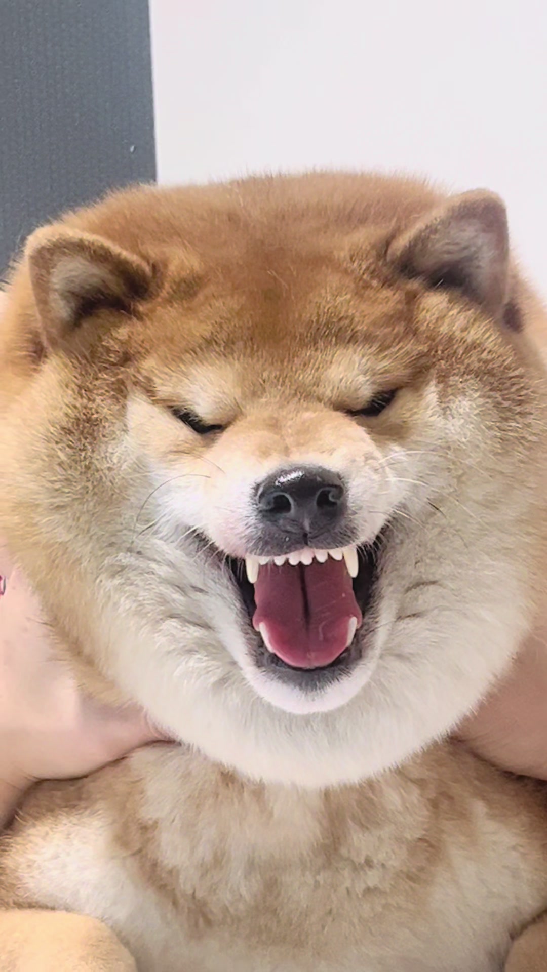 @틱톡하는시바🐕