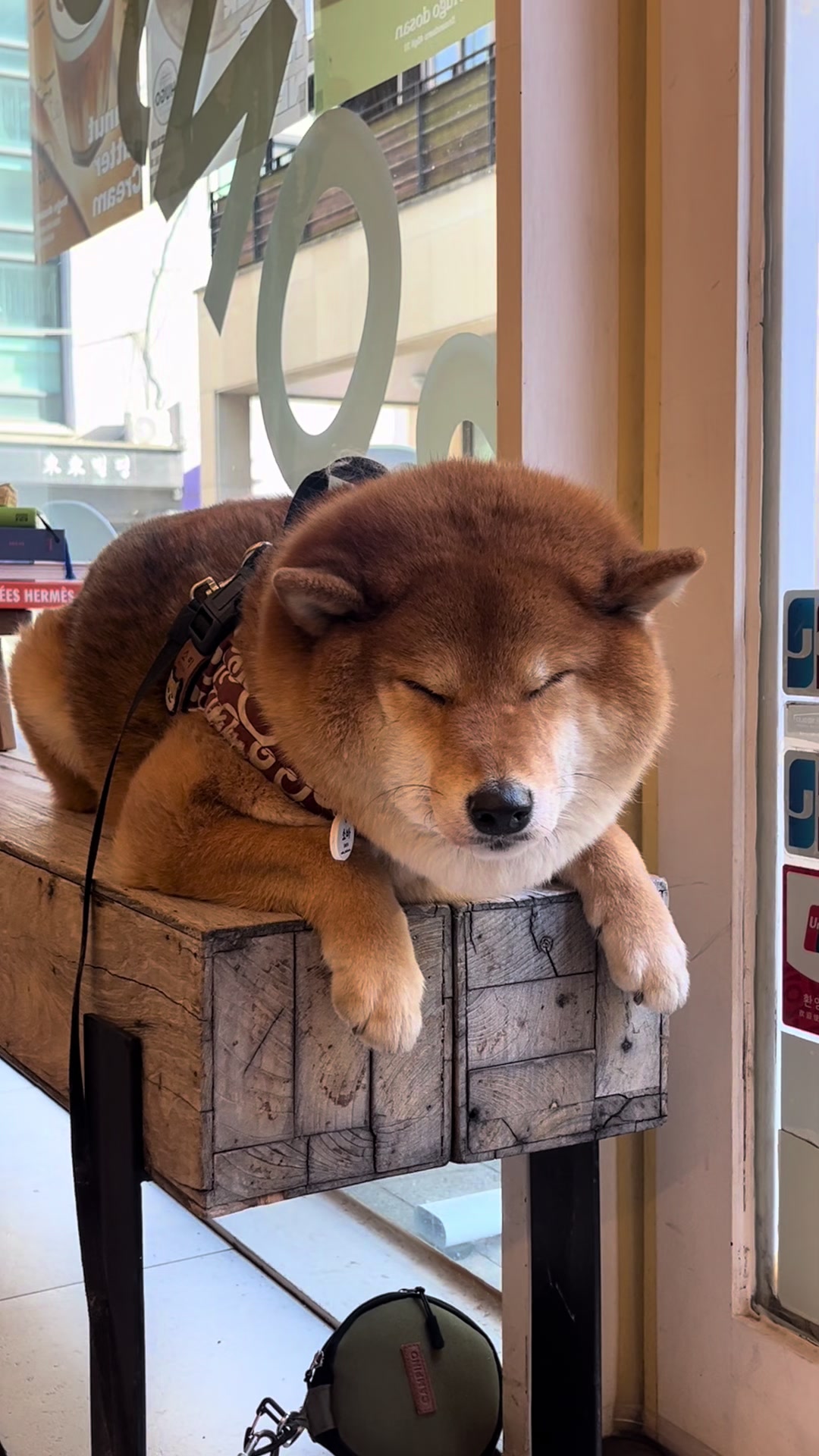 @틱톡하는시바🐕