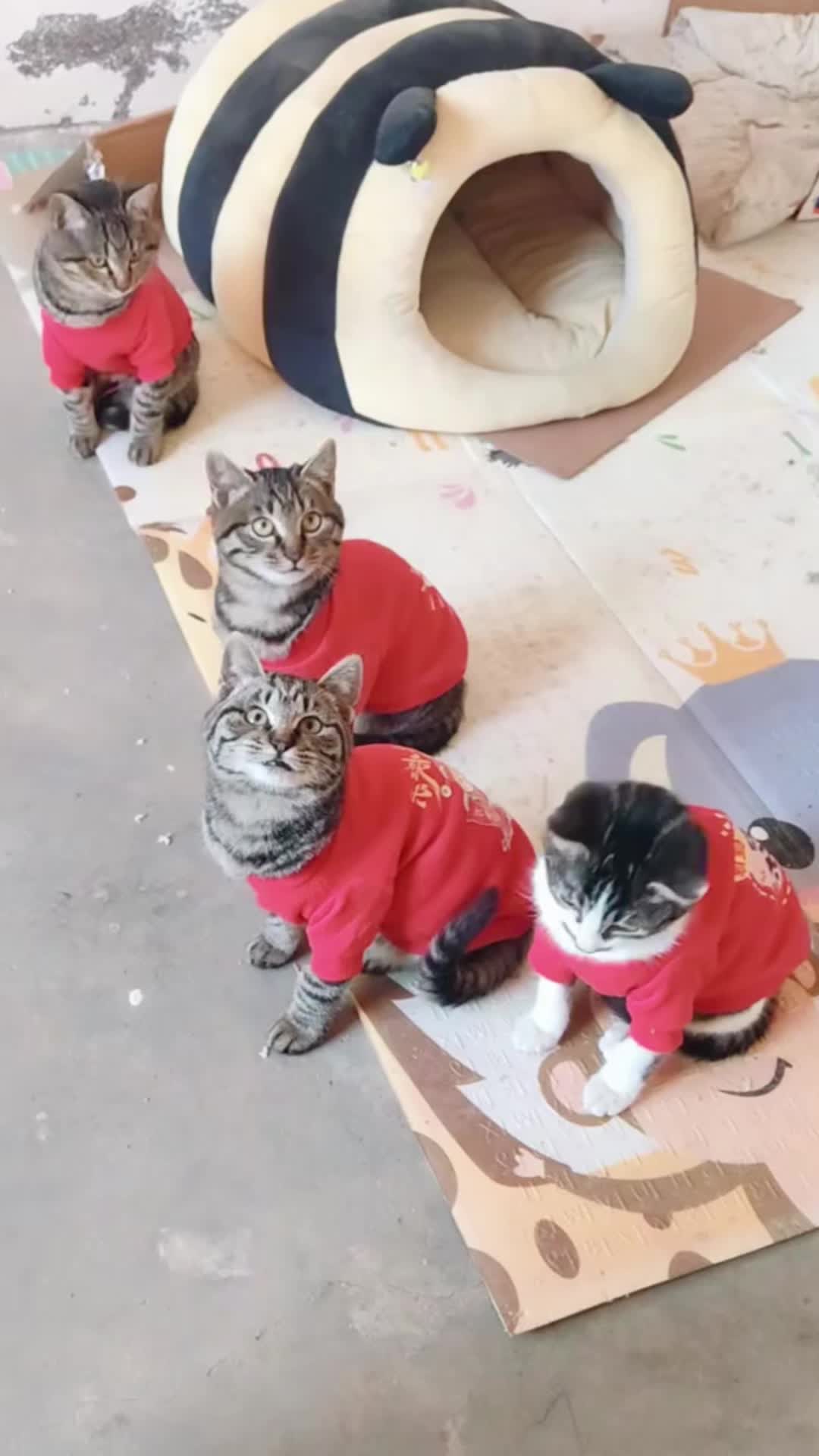 @Cute_kitten
