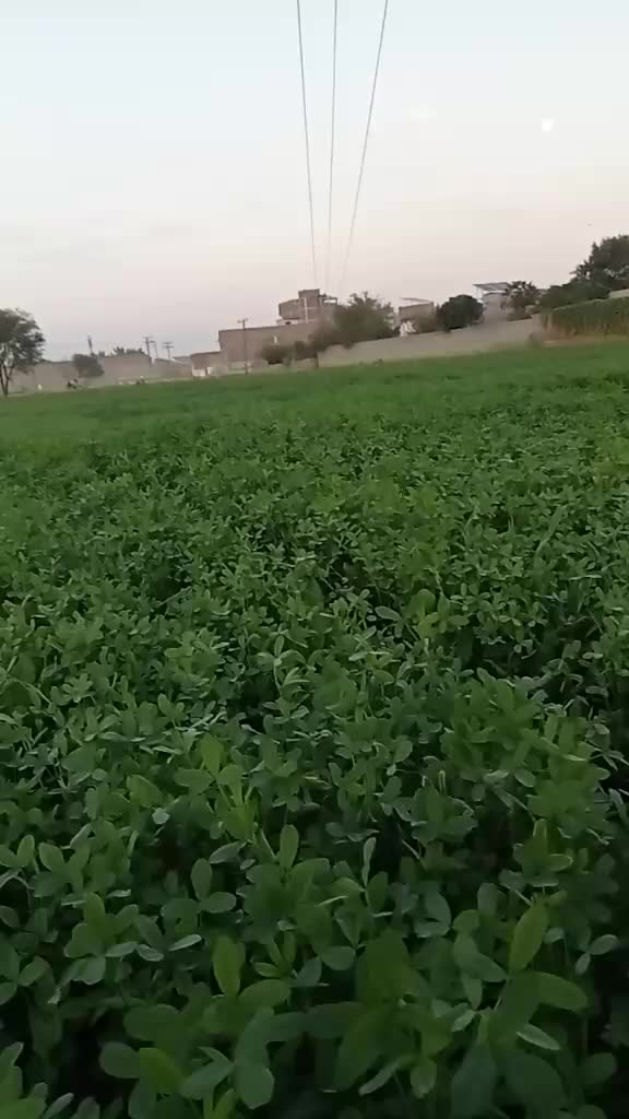 @Asmat wazir