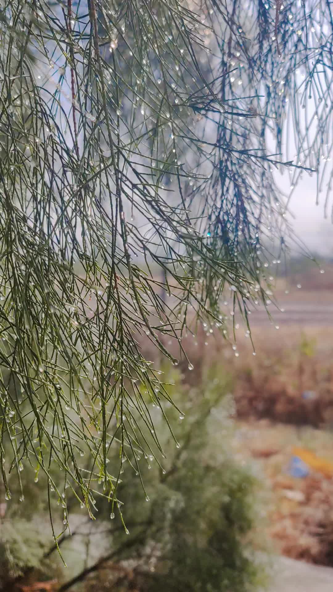 @꧁༺S@@DI༻꧂