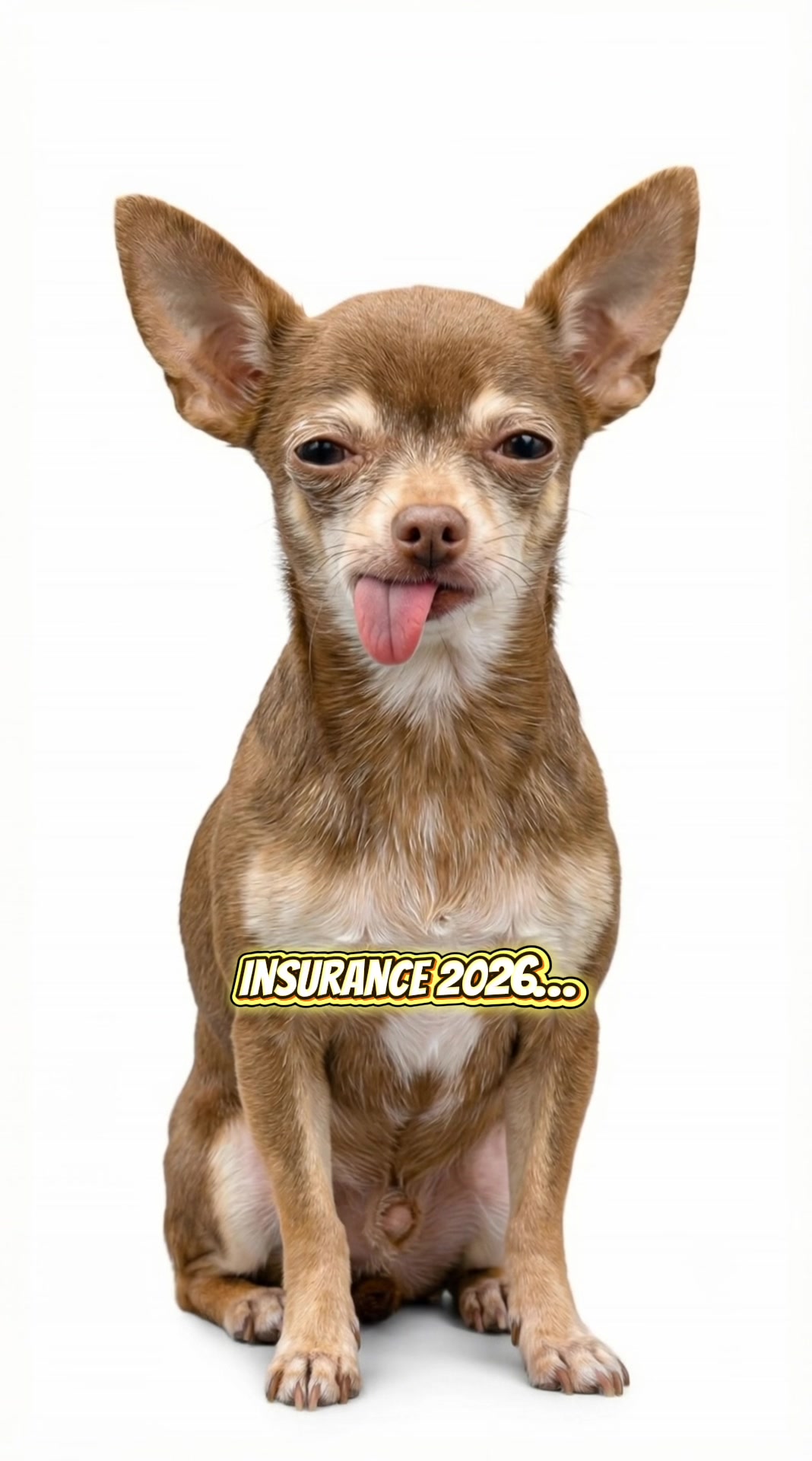 @Hoyas Insurance