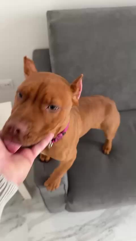 @Raoul's apbt