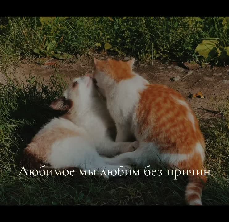 @Void_vel