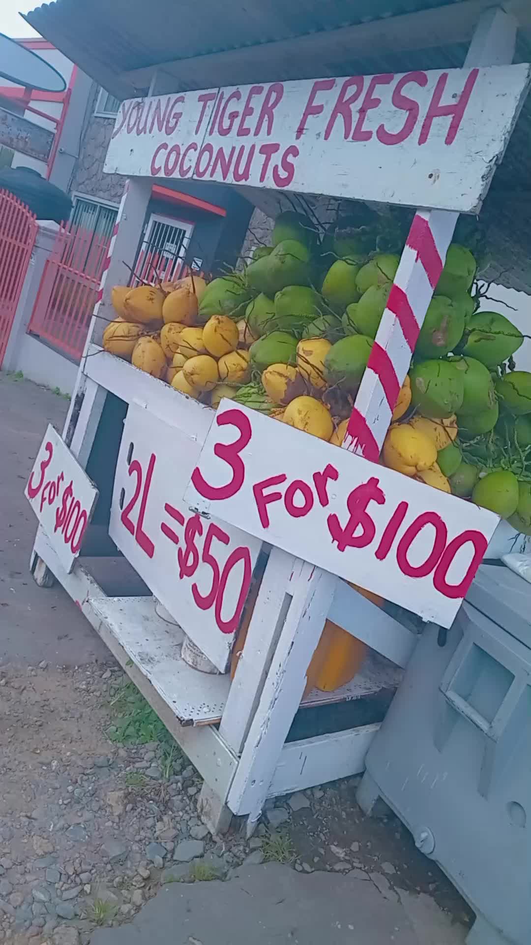 @Young Tiger Cold Coconuts🥥🌴