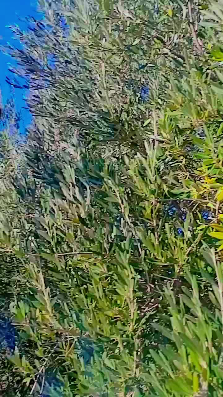 @لعميري 😎