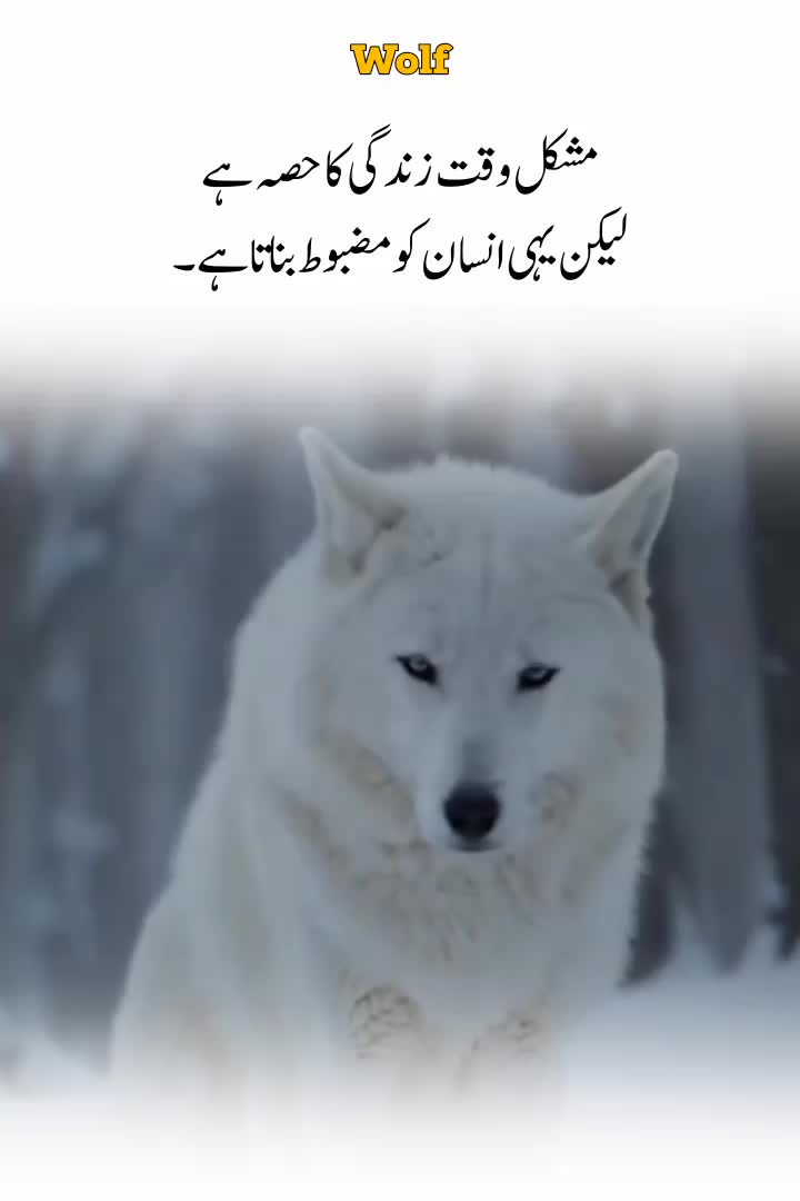 @Wolf 🐺