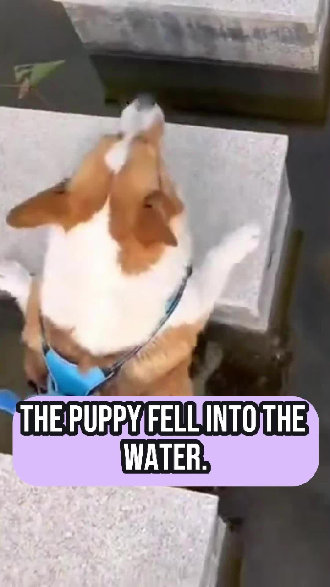 @celebscript