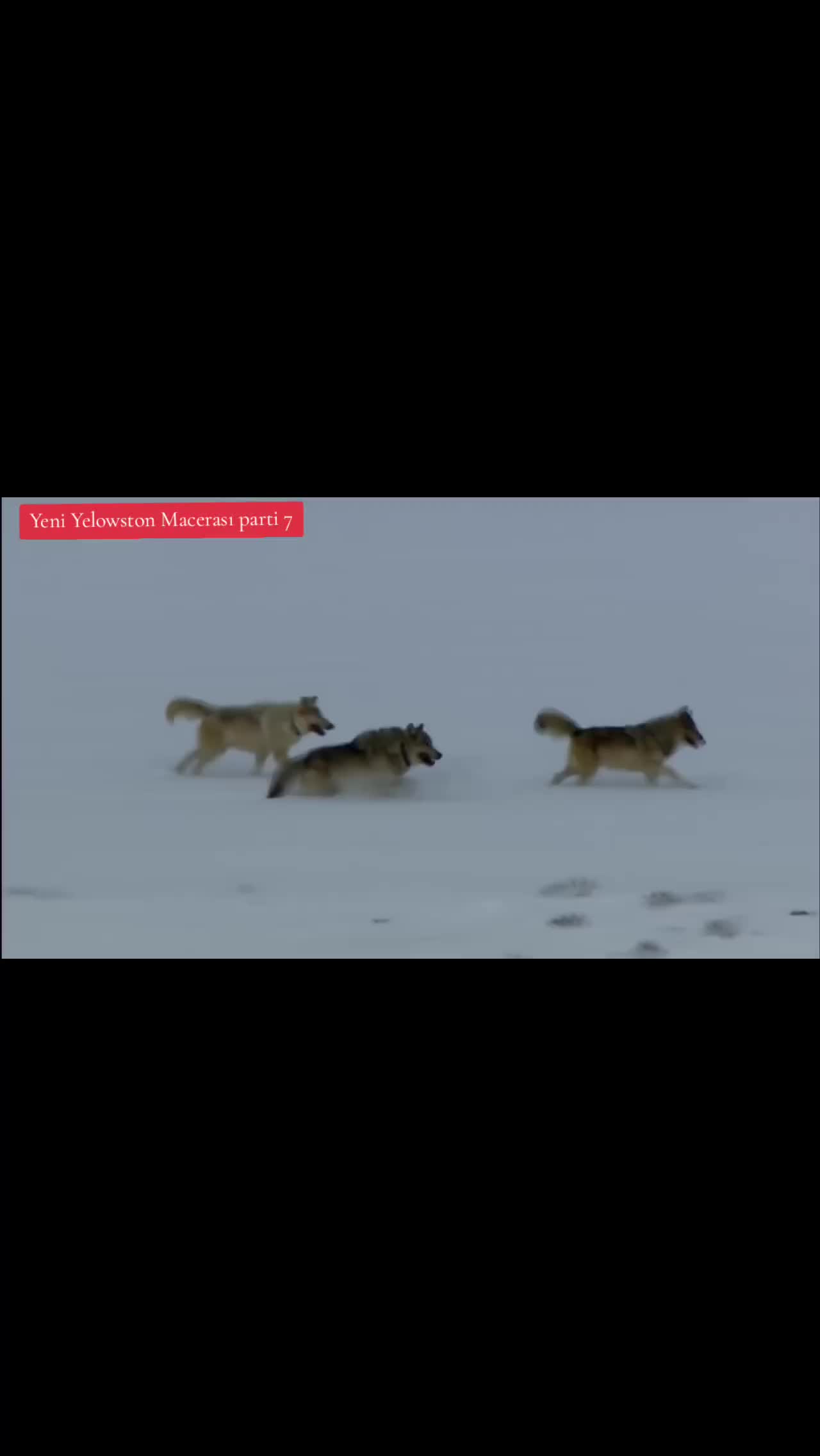 @Belgesel Dünyası 🌏