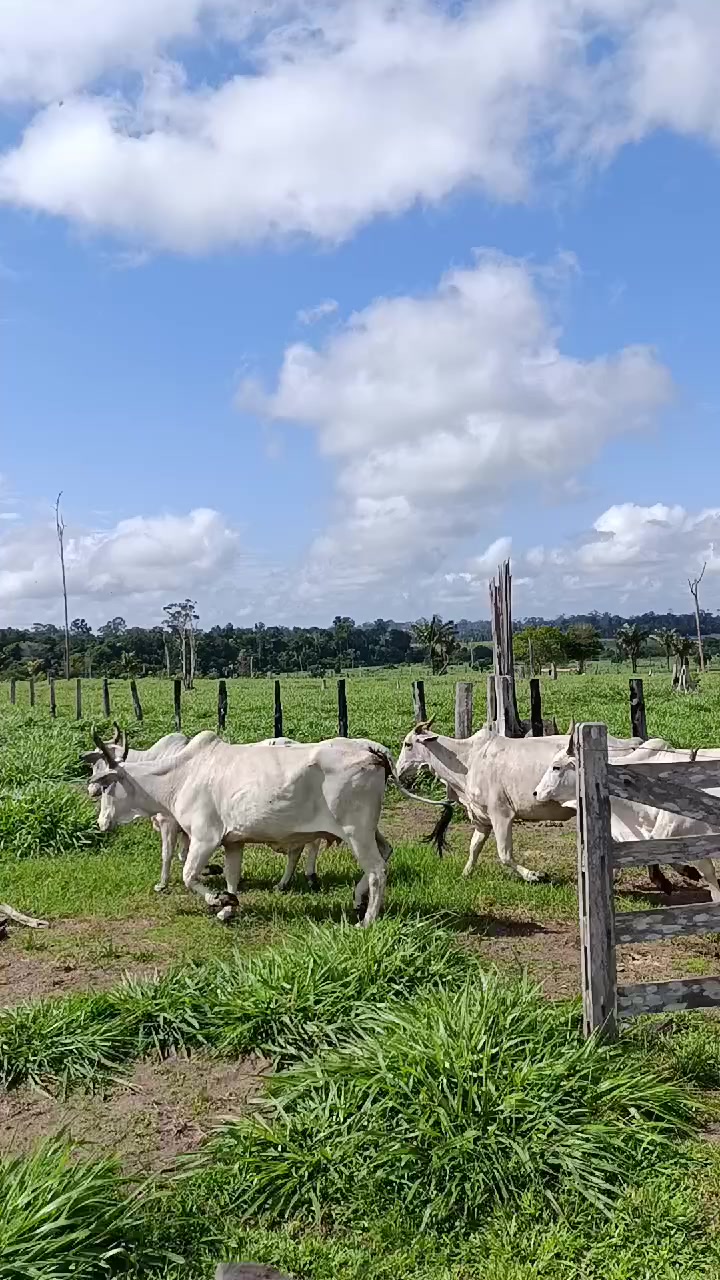 @Izaias Santos