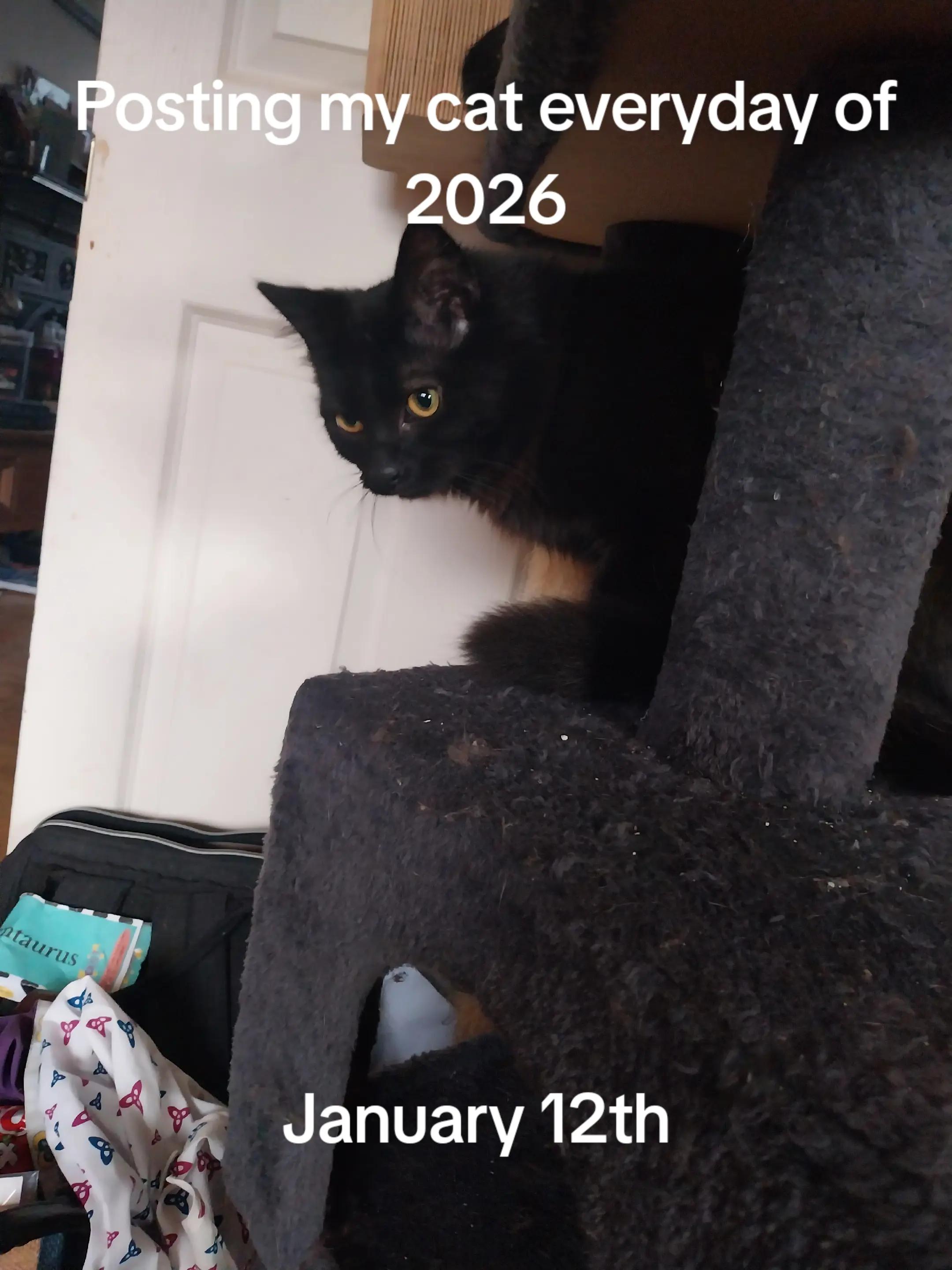@Weakest Cat Enjoyer
