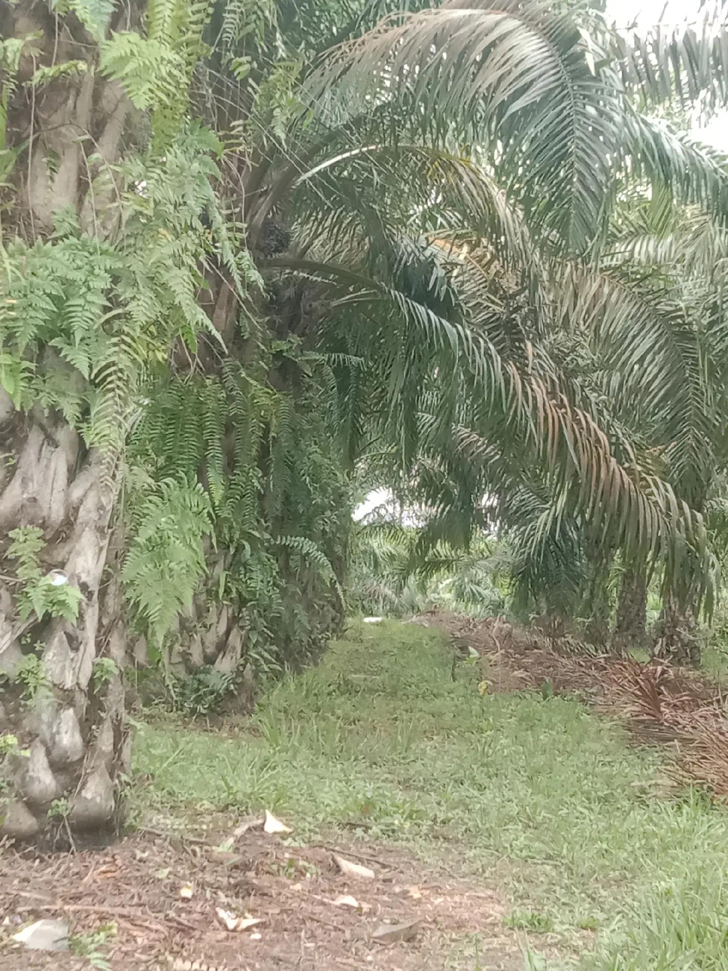 @petani