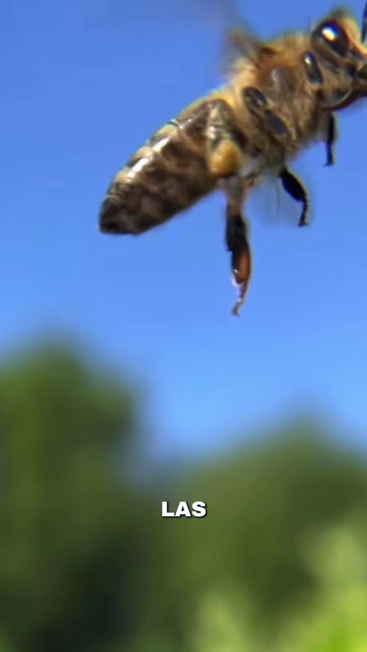 @CurioTemaS