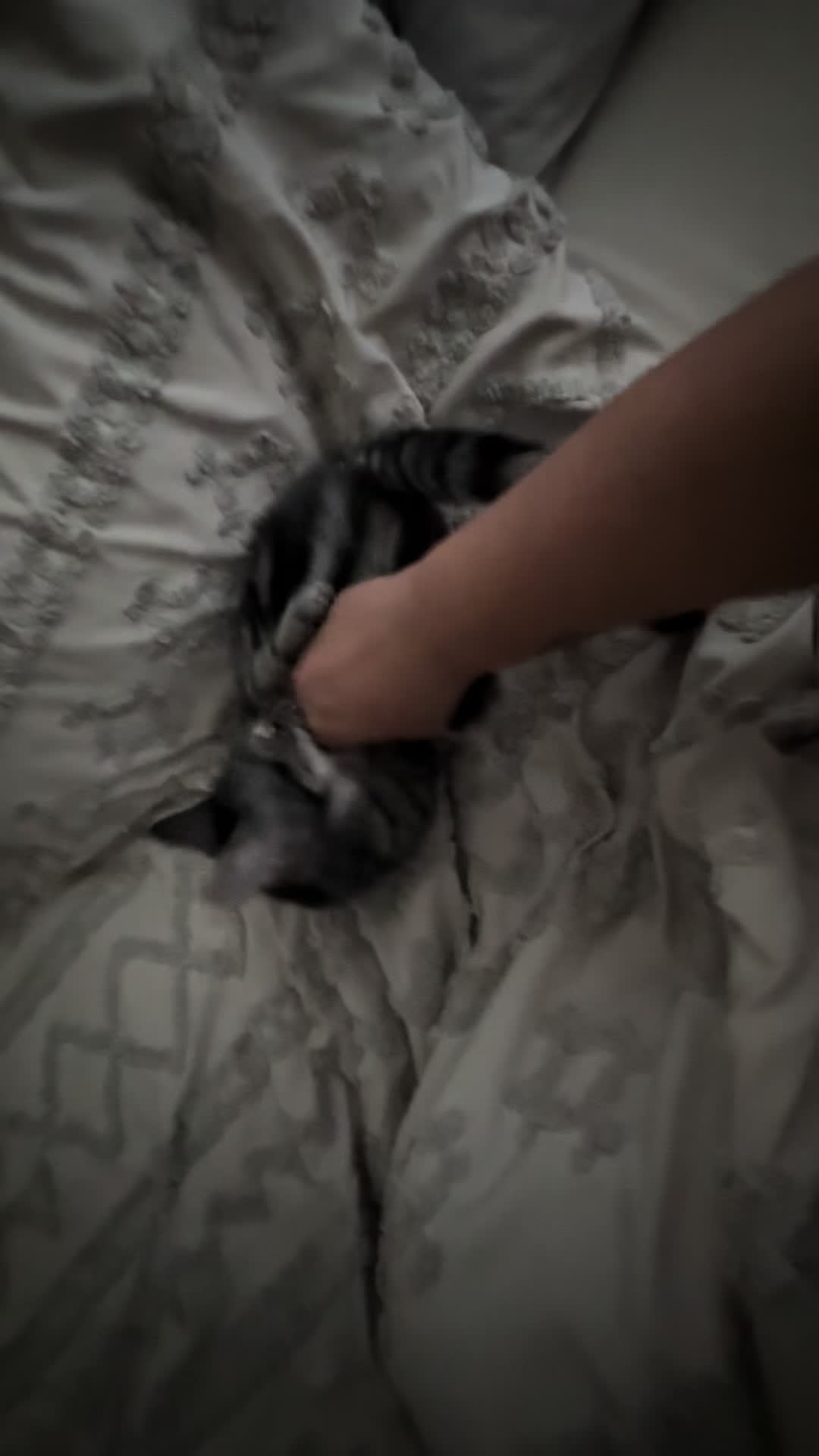 @KrazyKatz