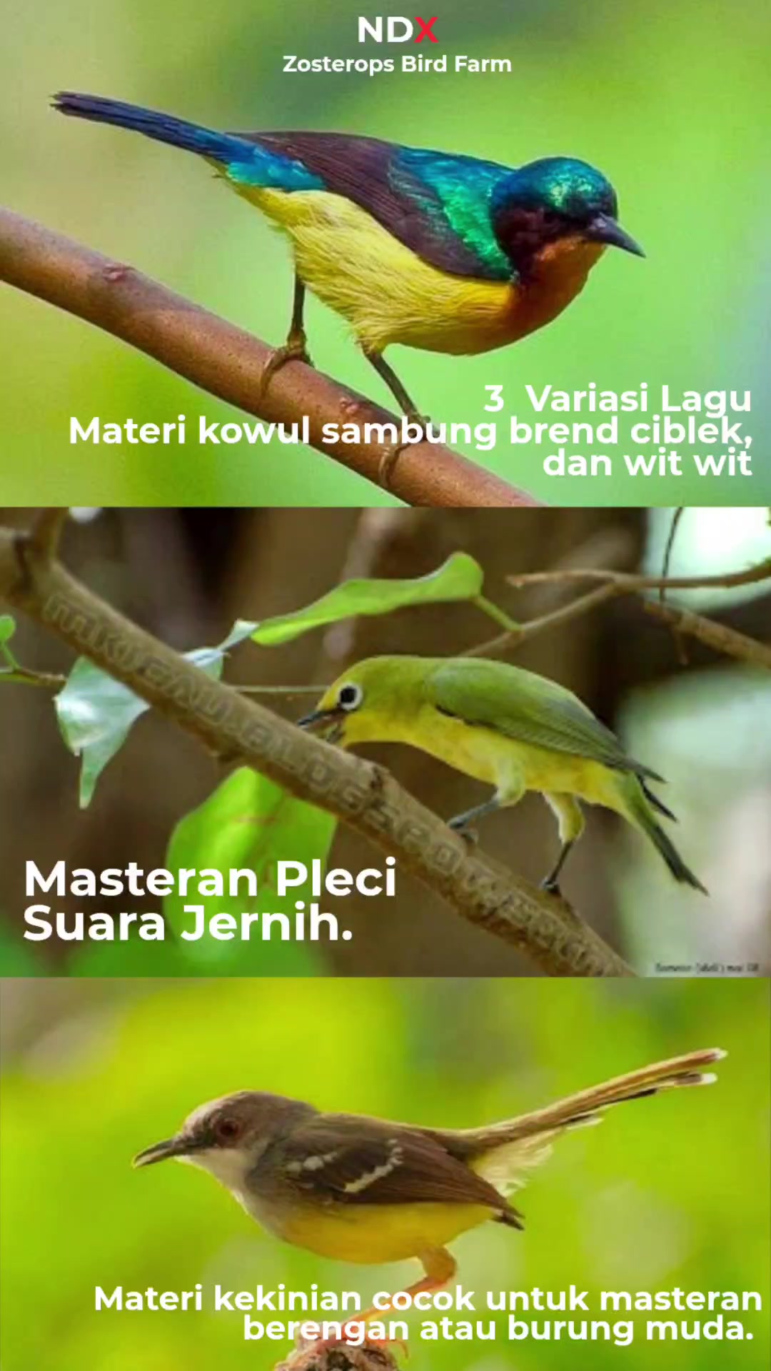 @NDX BIRD FARM