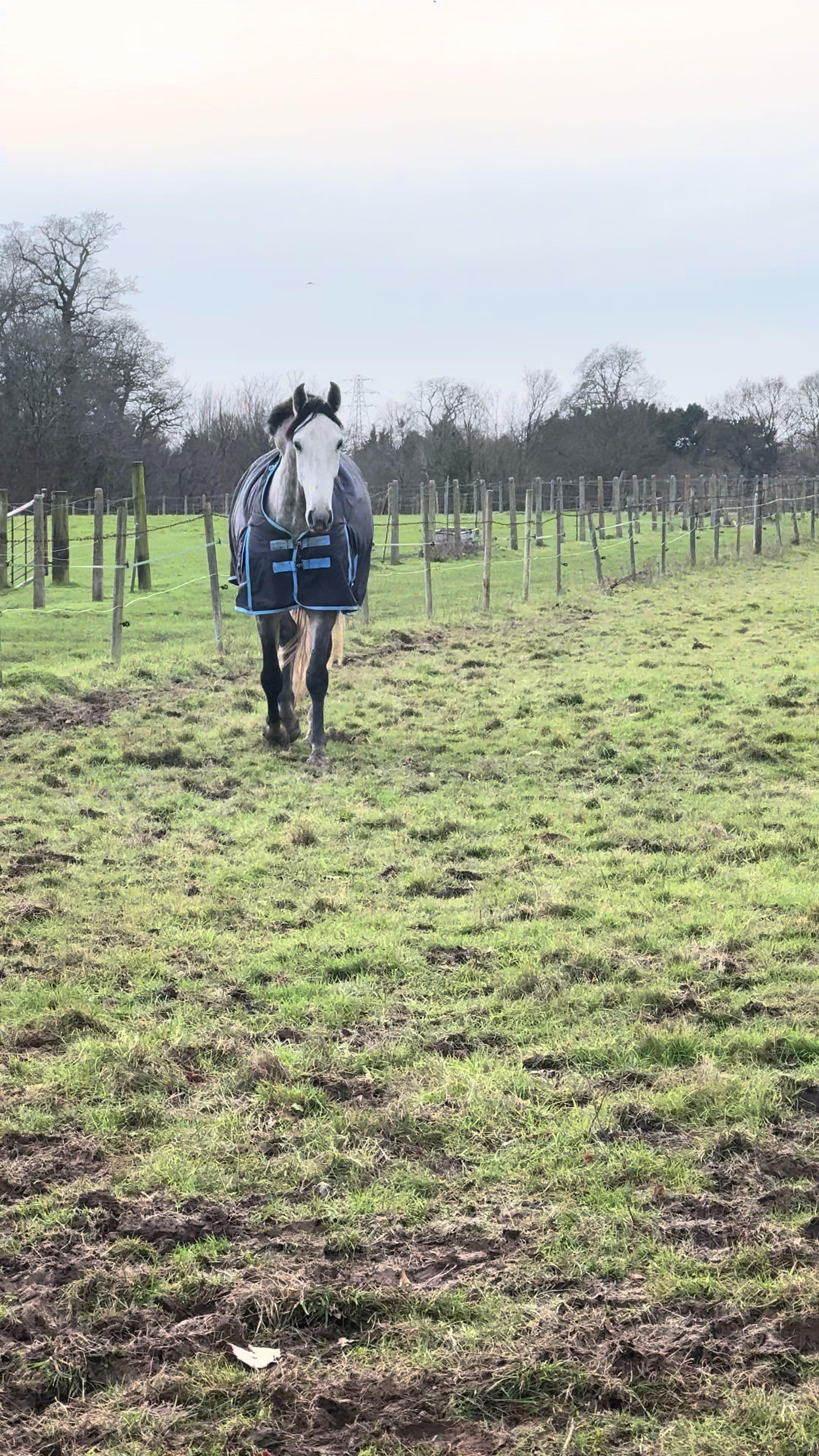 @Slough horses