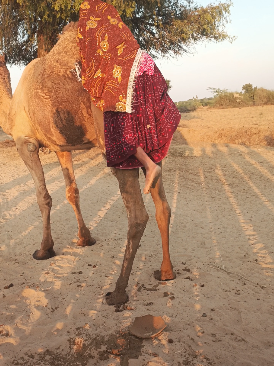 @Animals of desert