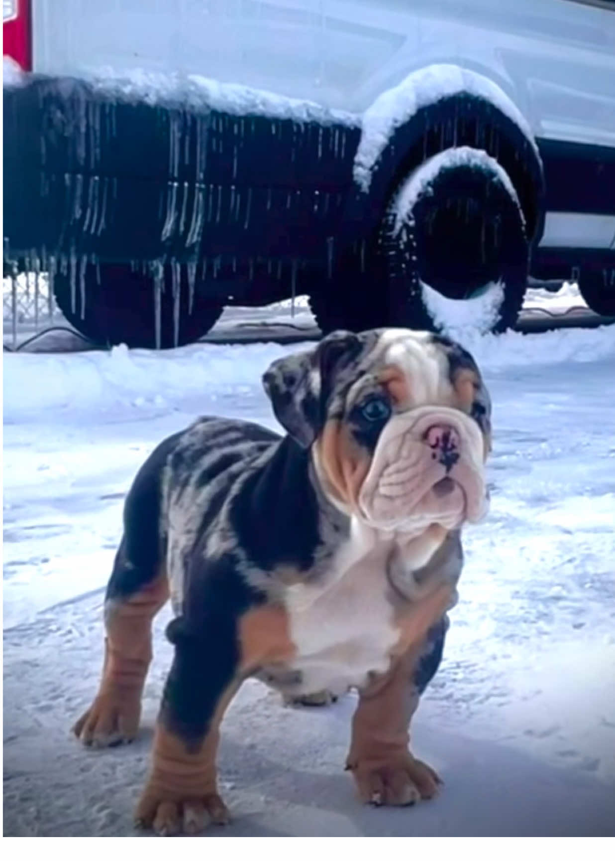 @1of1bulldogz