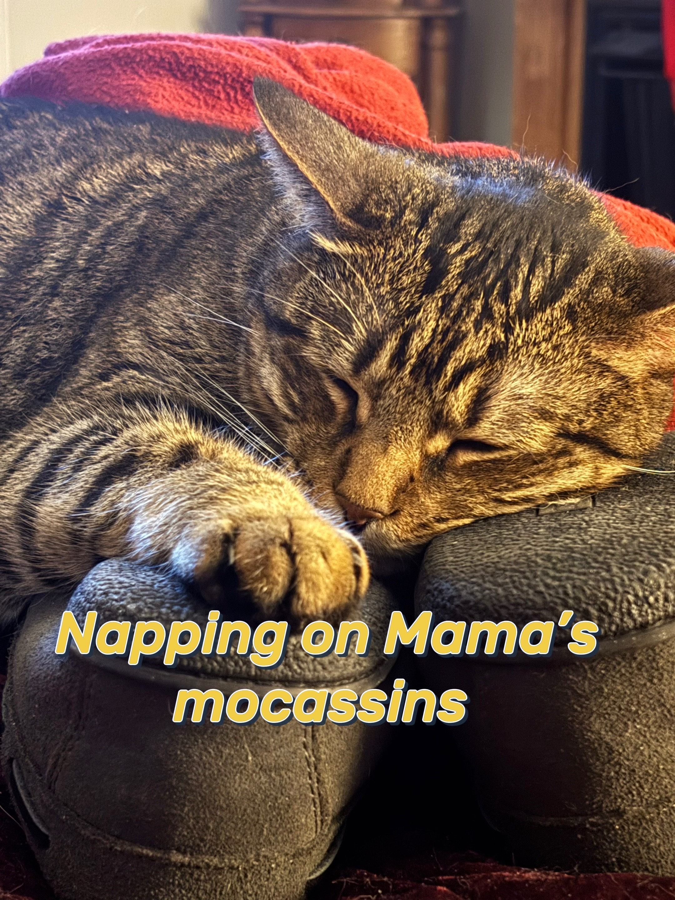 @LifeofRileyMeow