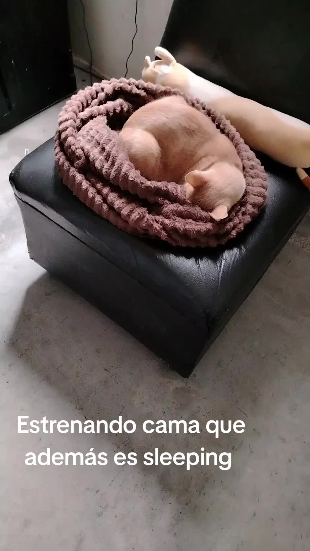 @alejandra sanchez