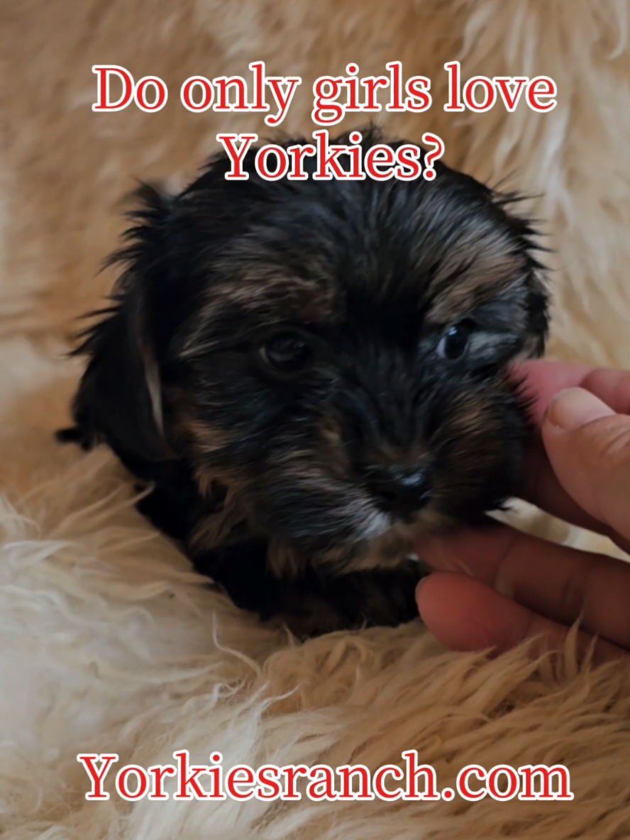 @yorkiesranch com
