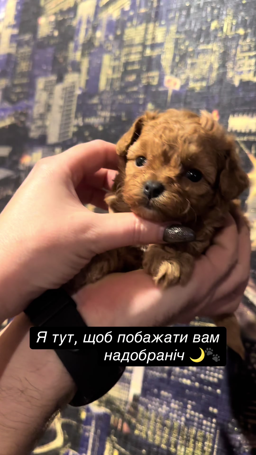 @toypoodlemaltipoo_puppie
