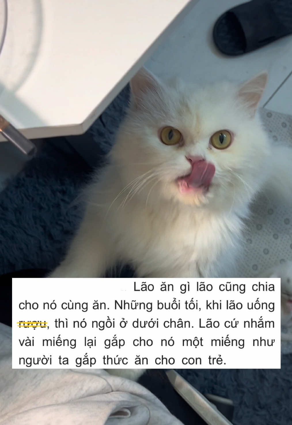 @Tớ chẳng biết g&igrave; cả