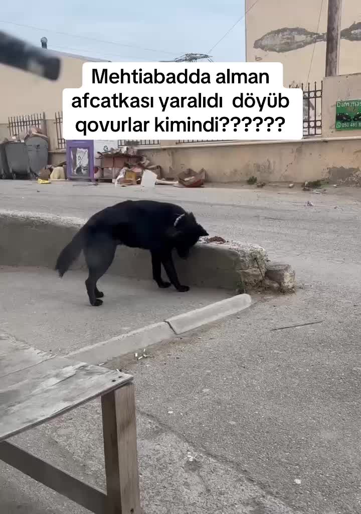 @SAHİBSİZ-HEYVANLARA-DESTEK