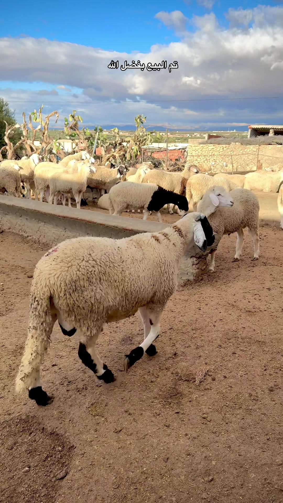 @🇹🇳حافظ🇹🇳