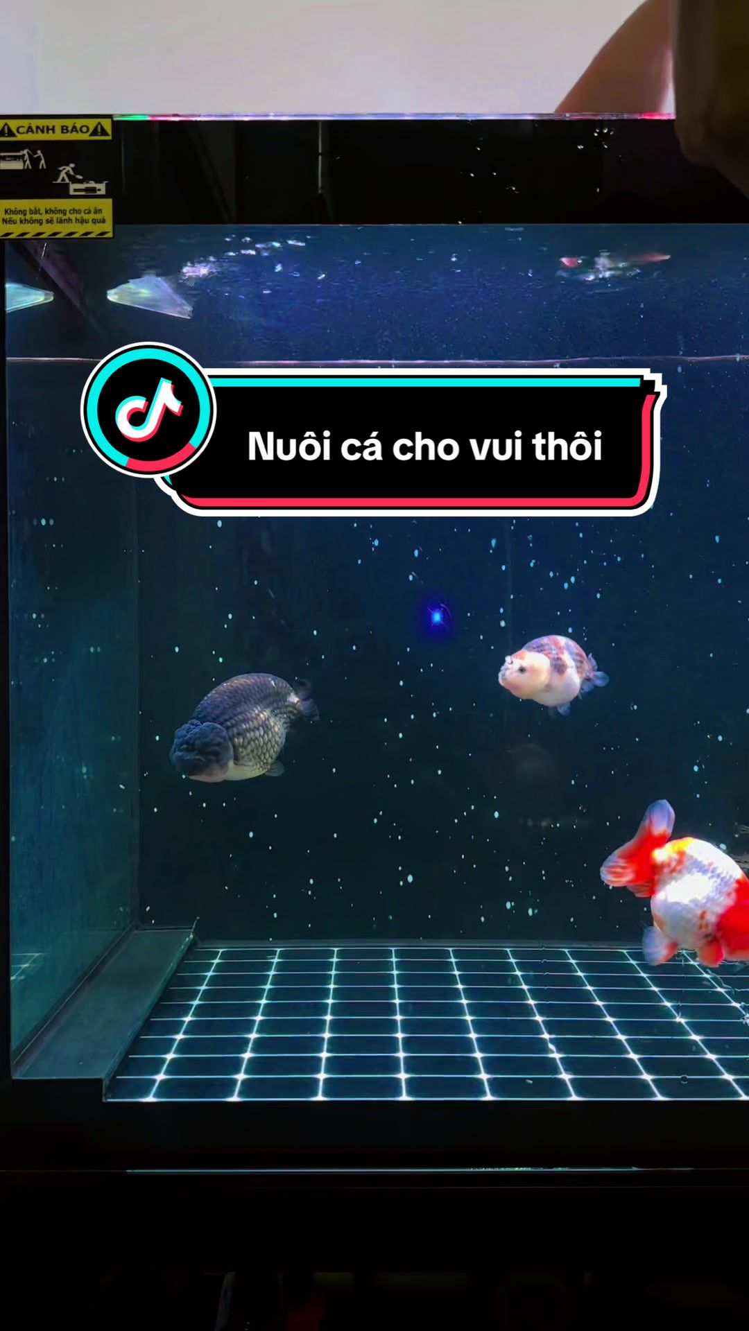 @C&aacute; Lớn nu&ocirc;i C&aacute; B&eacute; 🐳
