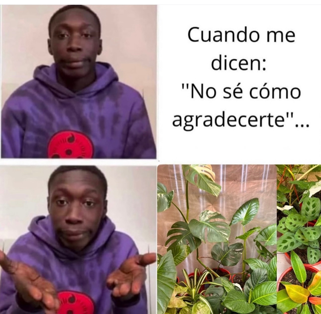 @Greenprincessliveplants