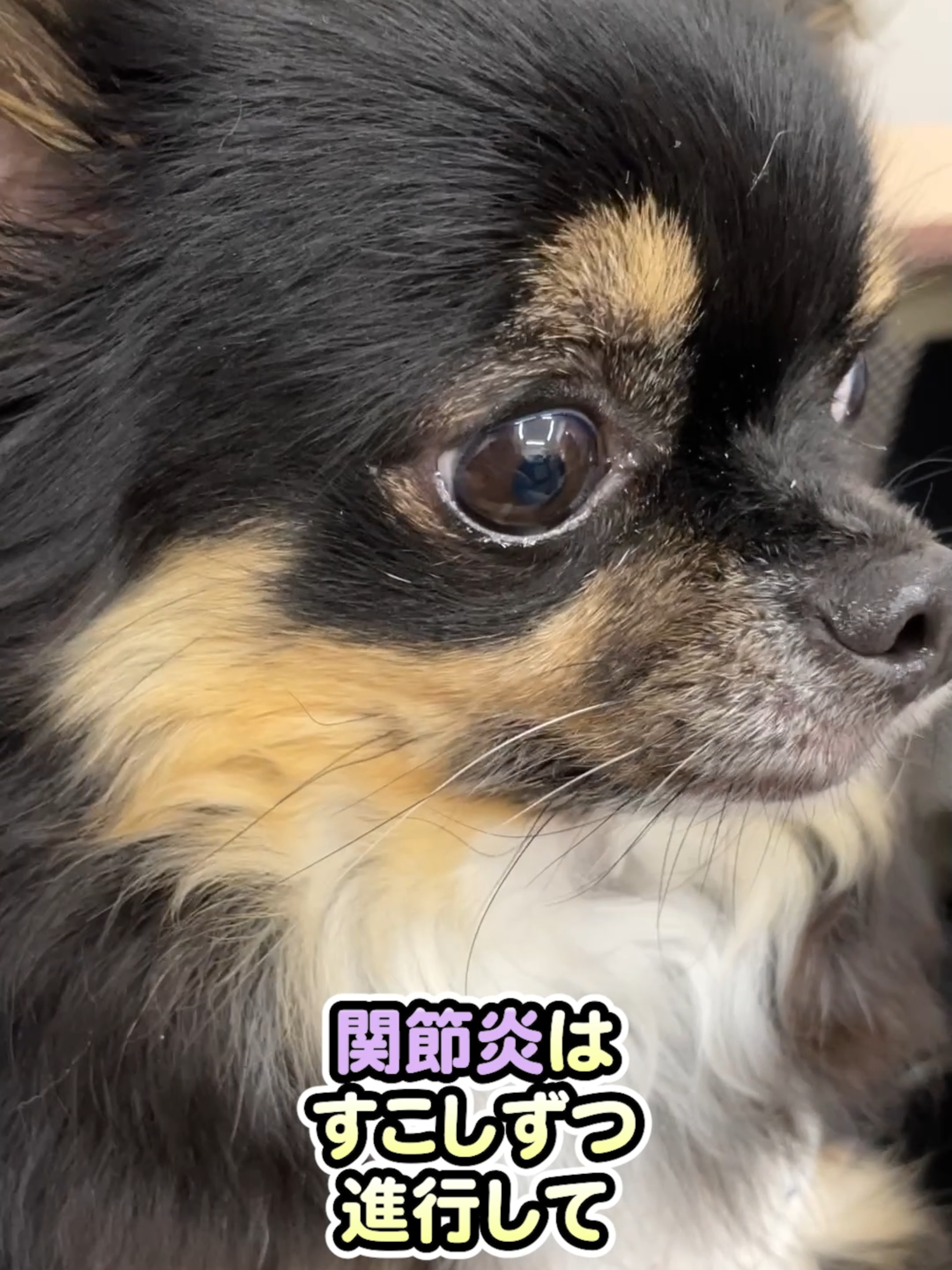 @オダガワ動物病院