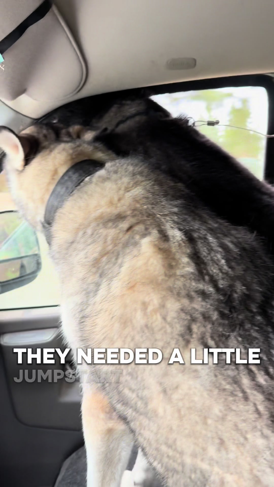 @Derpydogbus