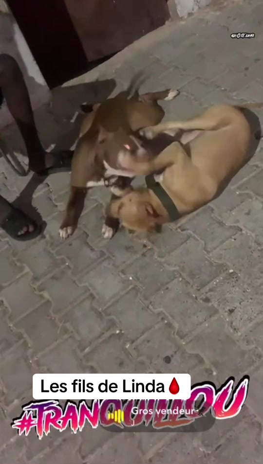 @Jummaux_dog🐶🐾 ✪