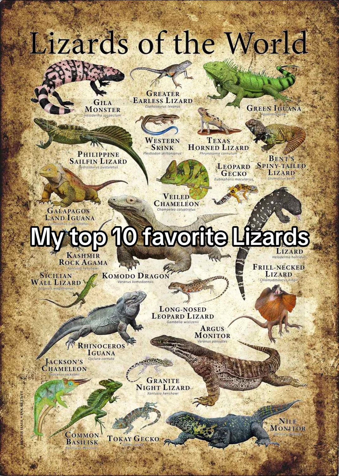 @Robo dino