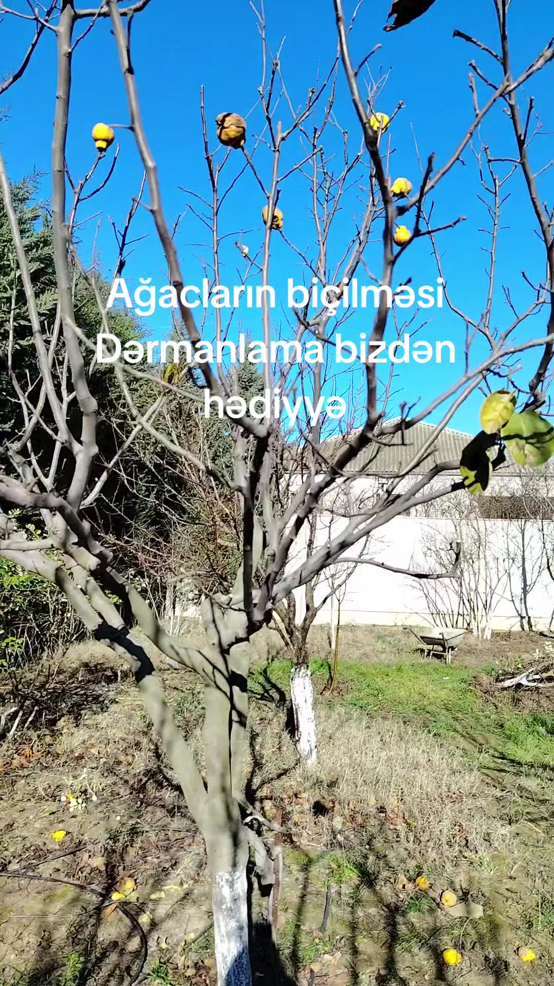 @Bağban