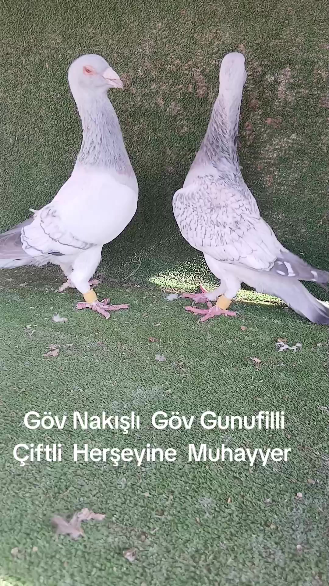@Ziliftaroğlu Mehmet 46