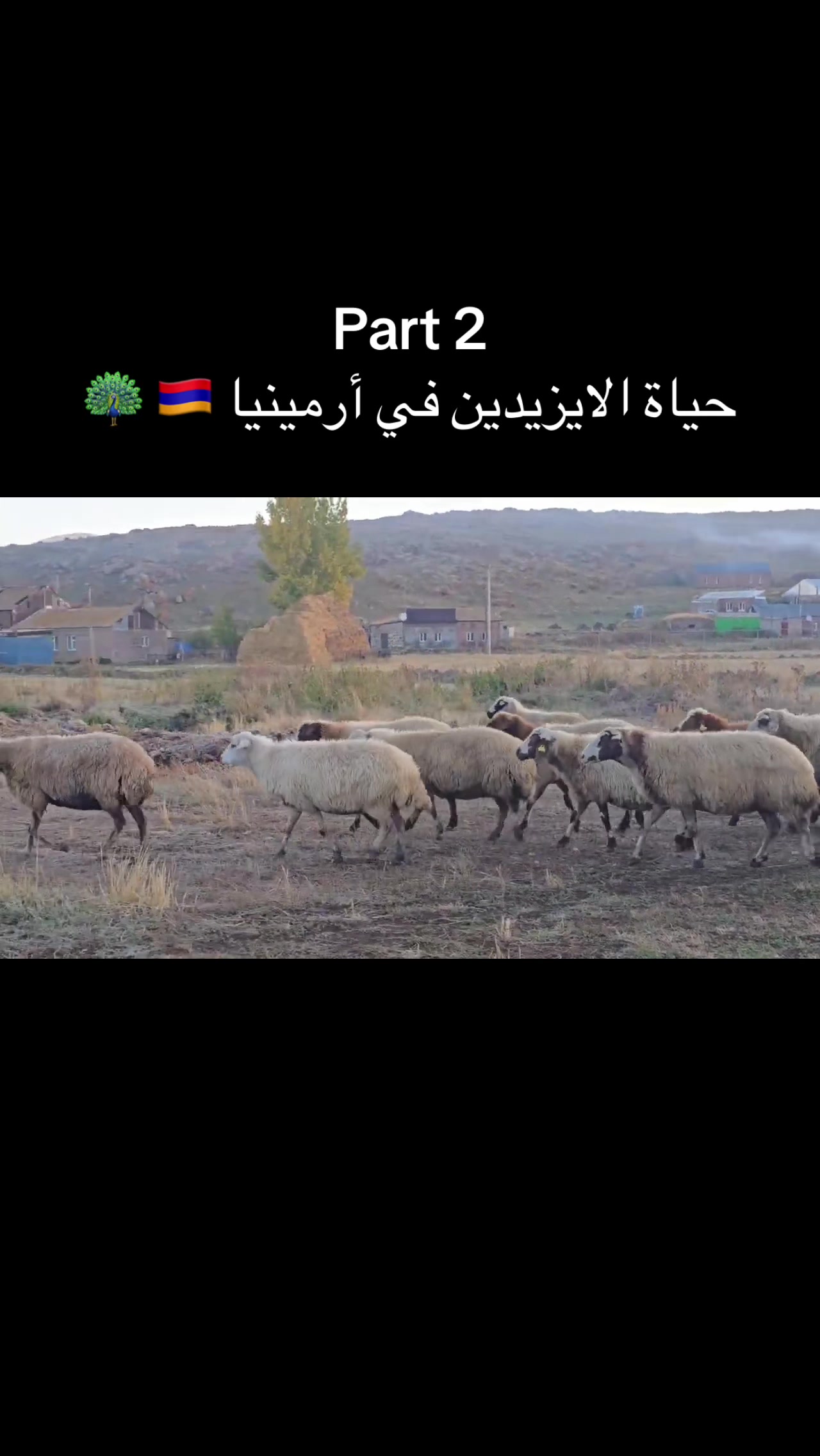@Lawe Çan