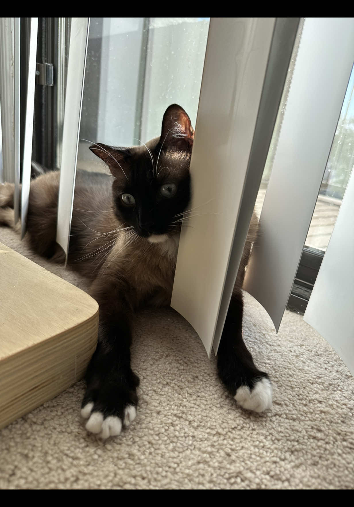 @SinCity_cats