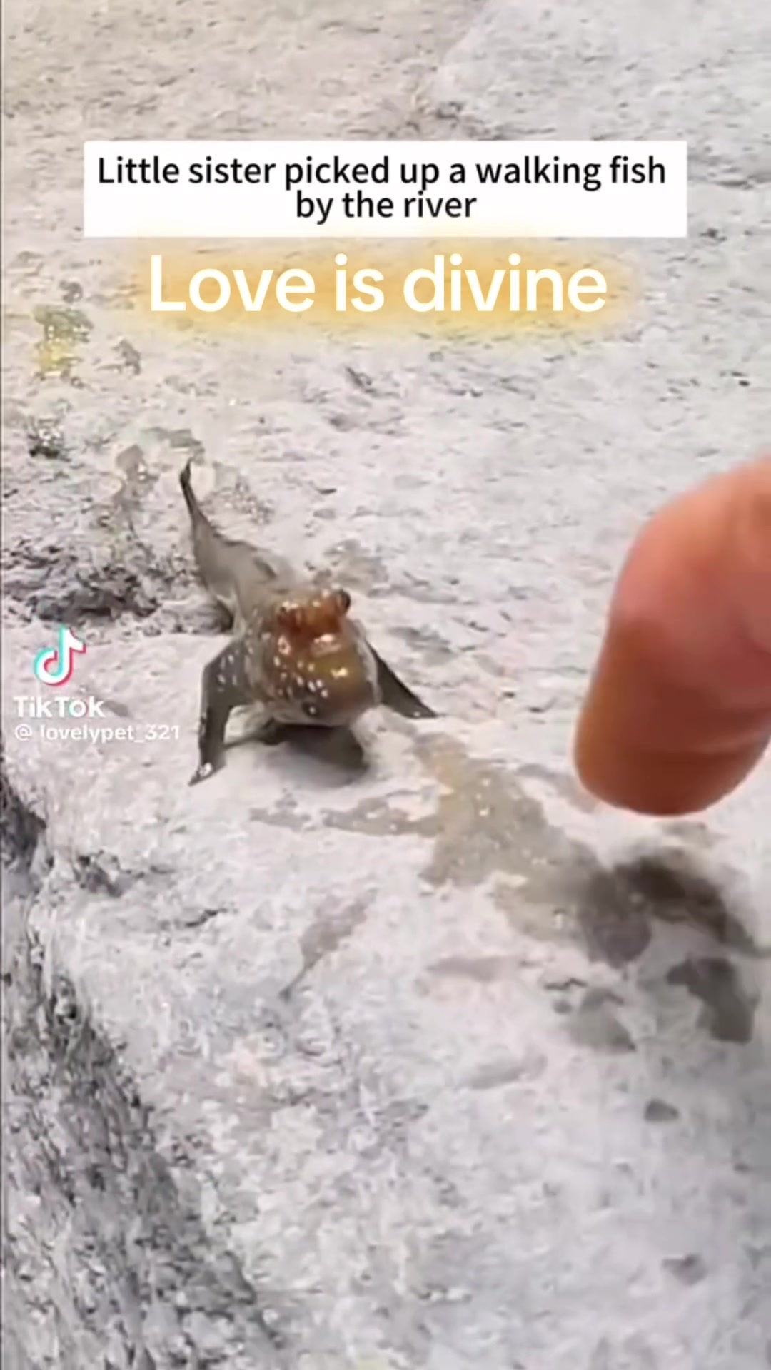 @Animal&ensp;Antics