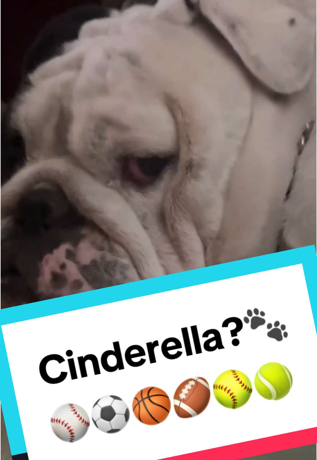 @BashTheMexicanEnglishBulldog