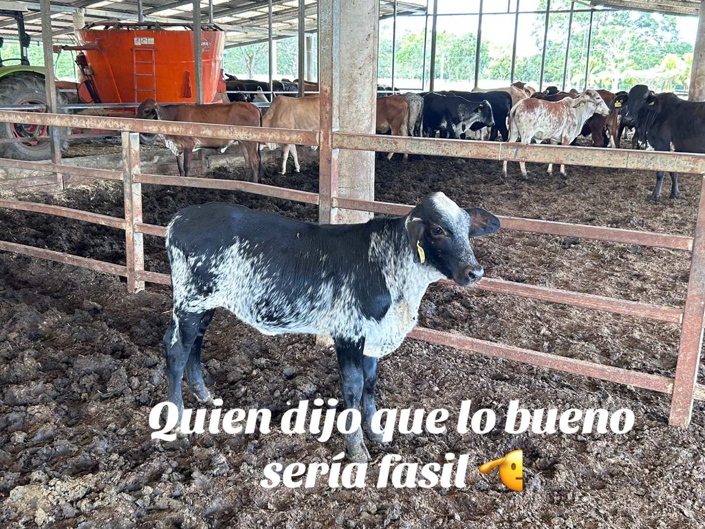 @Caballo loco 77