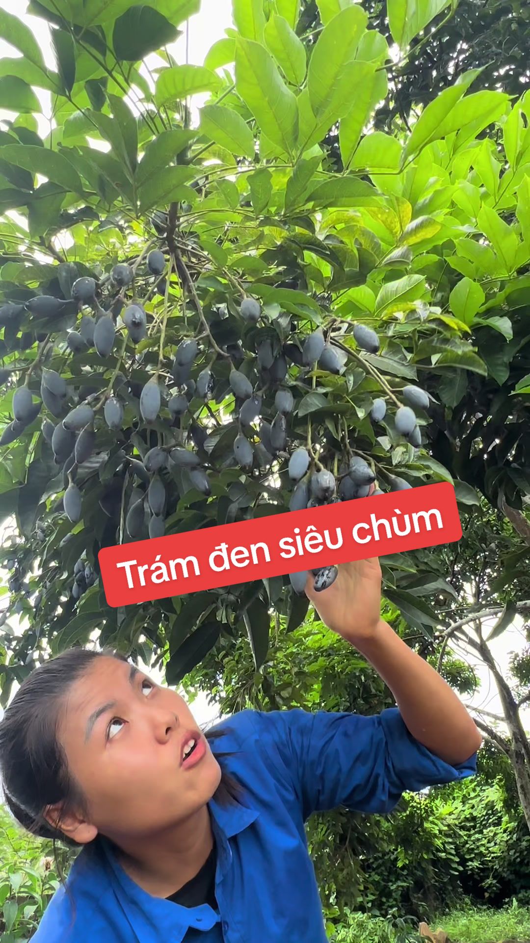 @Nh&agrave; Vườn Vũ Mai