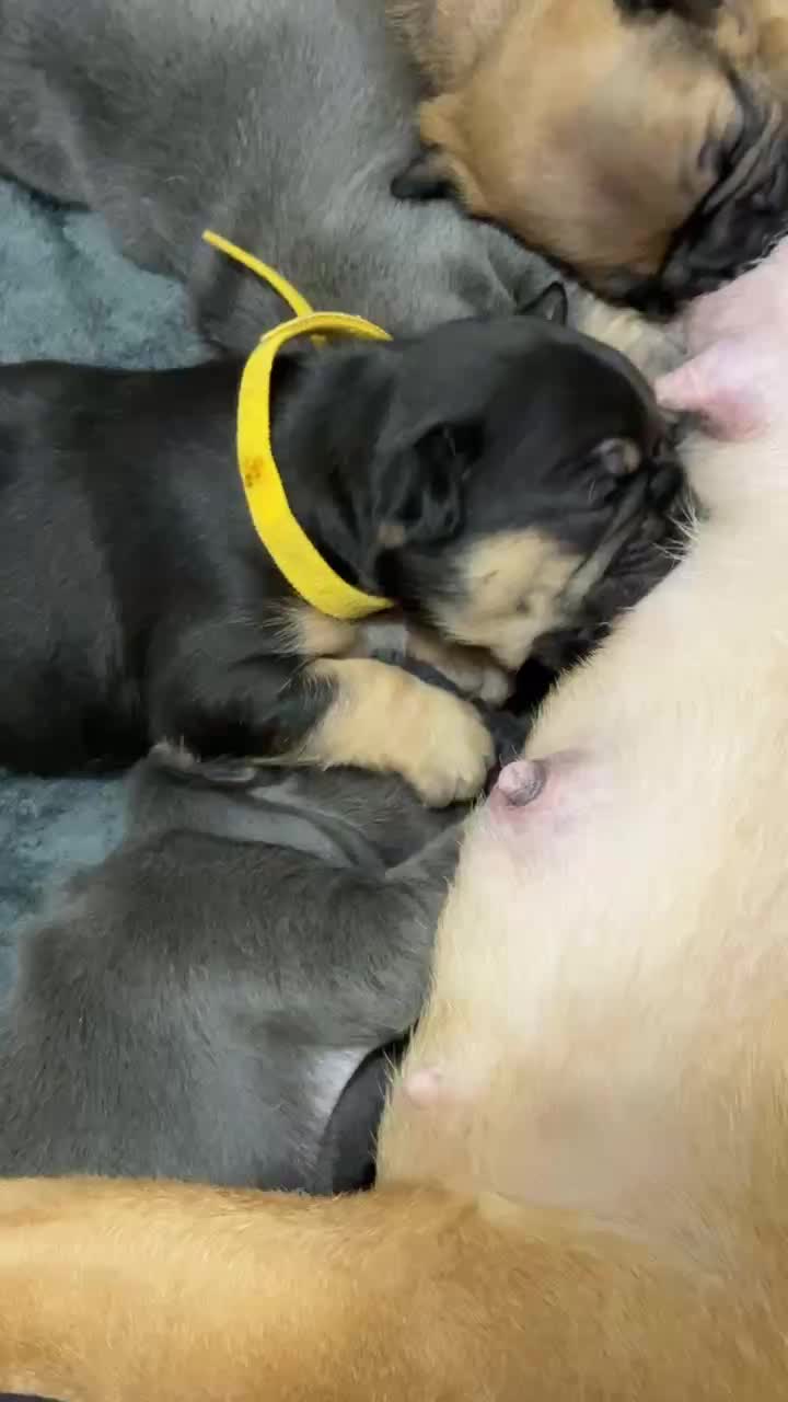 @AandDFrenchies