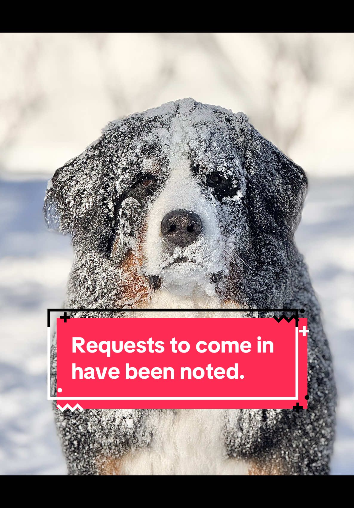 @Ivy the Berner