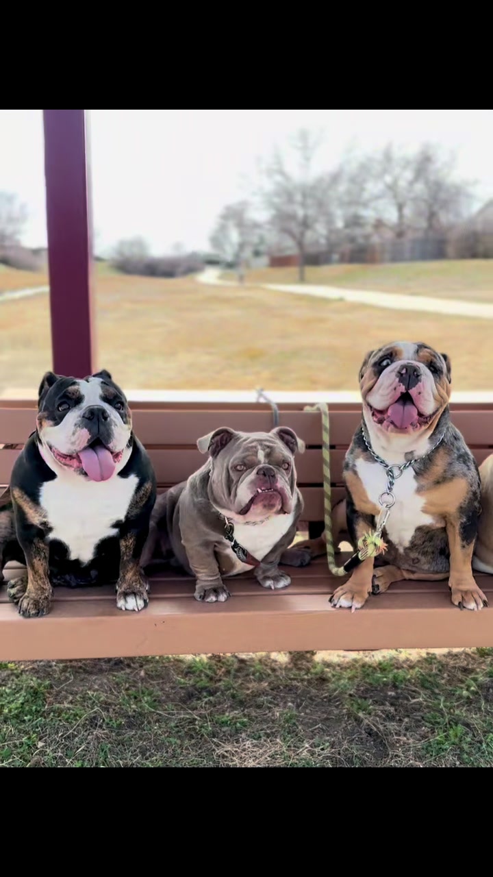 @1of1bulldogz