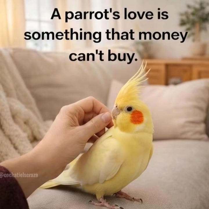 @Cockatiels Craze